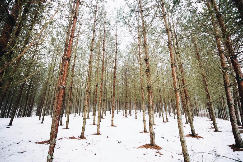 Pakaso Sodyba Kirdeikiai Esterno foto